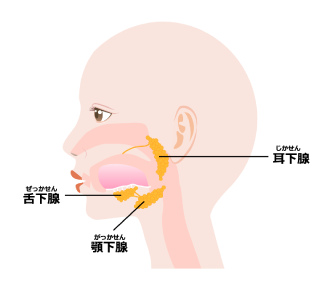 唾液腺の位置図