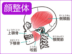 横顔顎関節筋肉イラスト