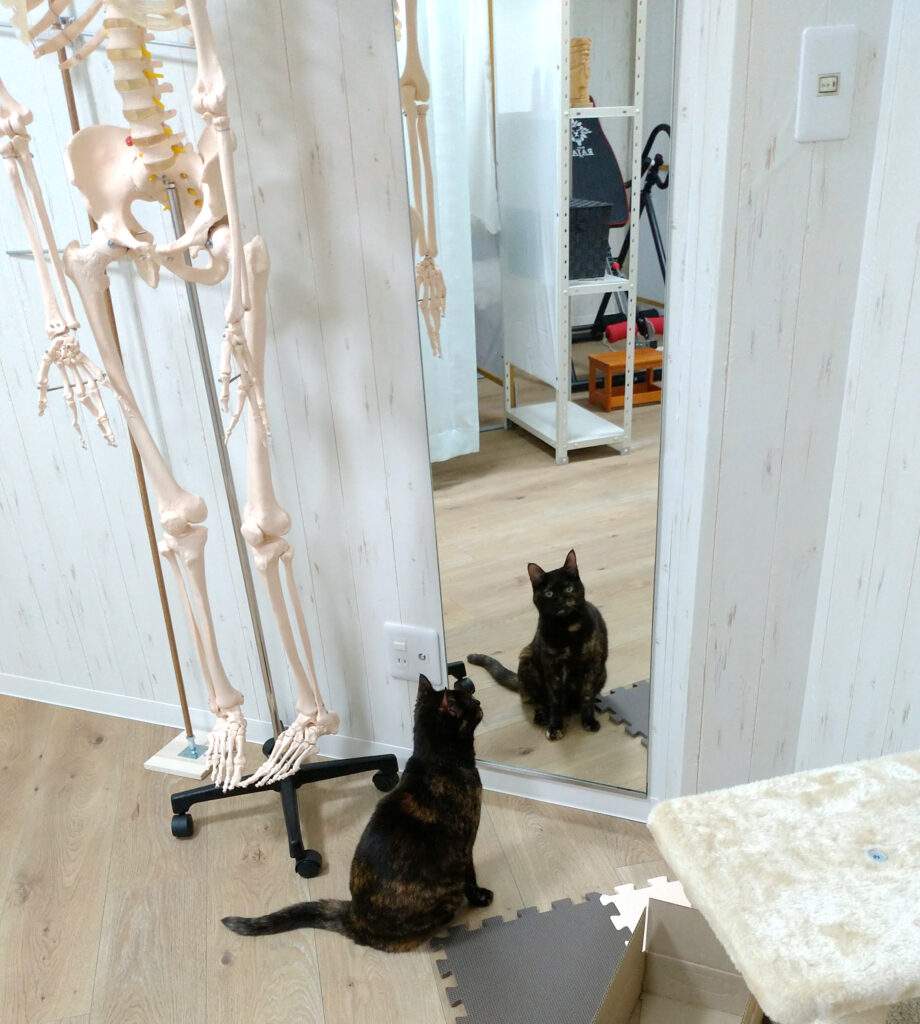 鏡を見る猫