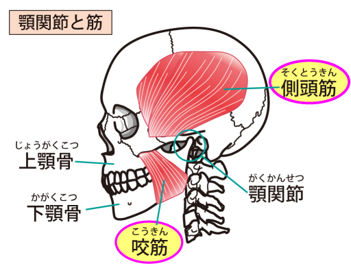顎関節と筋肉